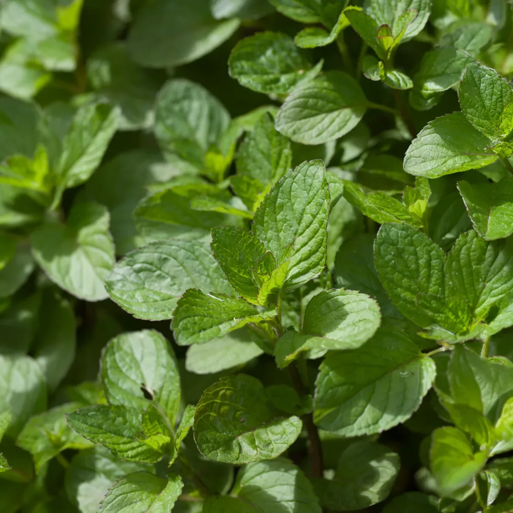 Menthe pouliot Mentha pulegium