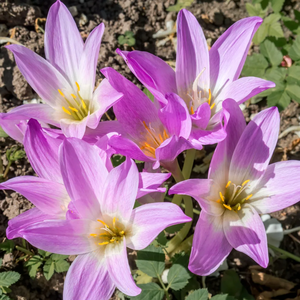 Colchique The Giant Colchicum The Giant