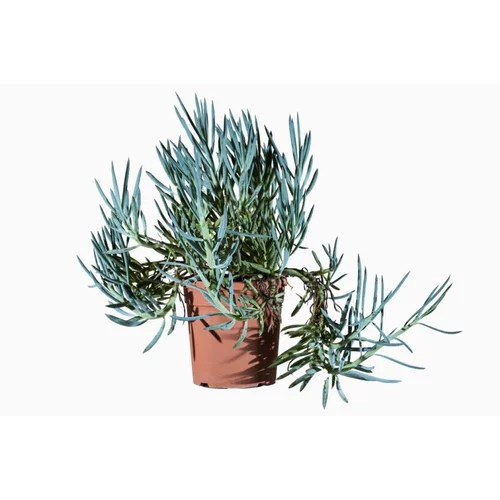 Senecio Greyi (Seneçon en arbre) en pot de 3 L jaune