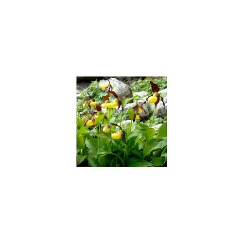 Orchidée de balcon - Le pot de 2,5 litres