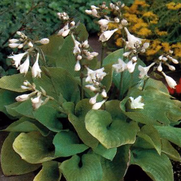 6 x Hosta 'August Moon' – godet 9cm x 9cm