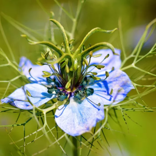 Nigelle uit Damas zaden