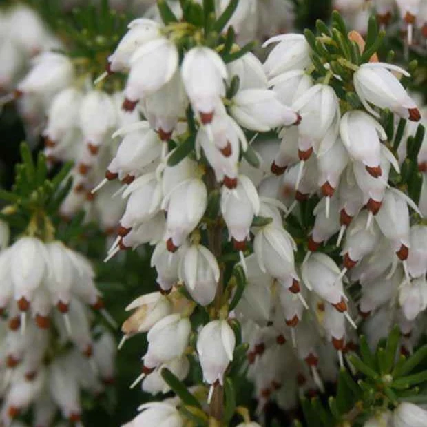 Bruyère d'hiver Springwood White Erica carnea springwood white