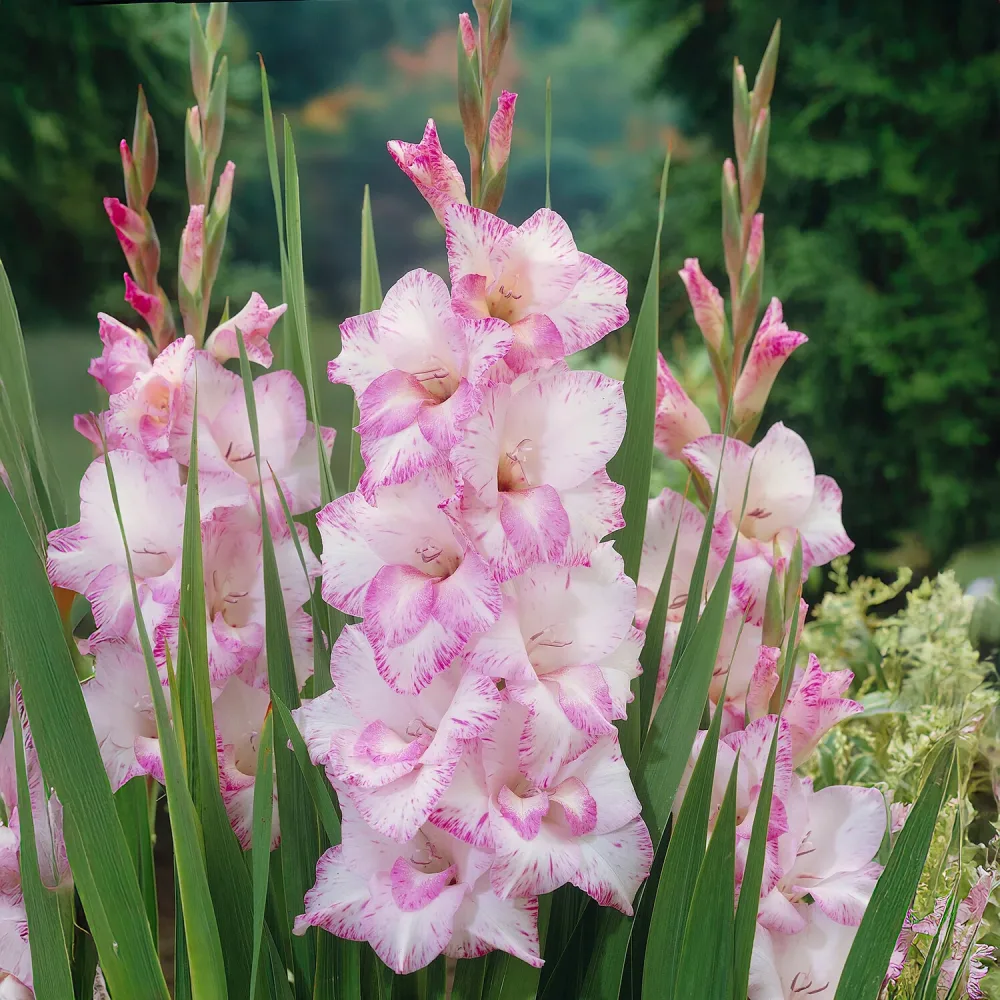 Glaïeul My love Gladiolus My love