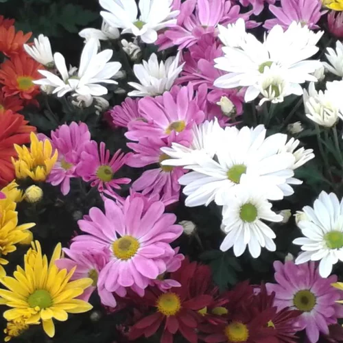 Mini Chrysanthème - Le pack de 4 plants