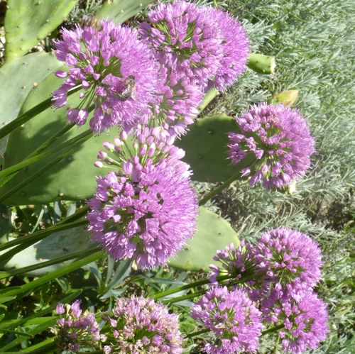 Allium 'Millenium'. Le pot de 17 cm