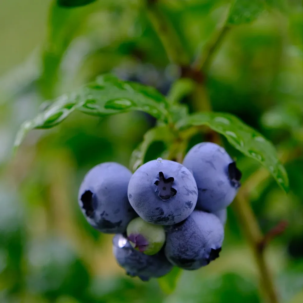 Myrtillier Chandler Vaccinium corymbosum Chandler