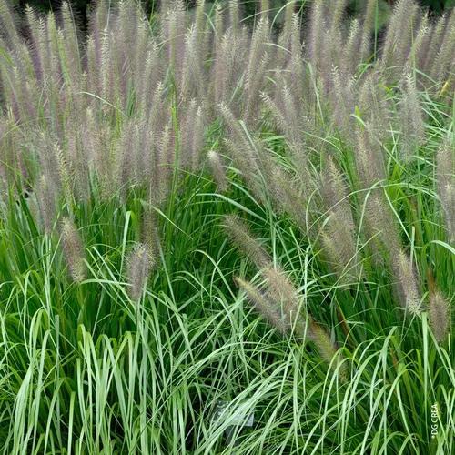 Pennisetum alopecuroides vert botanic®. Le pot de 1 litre