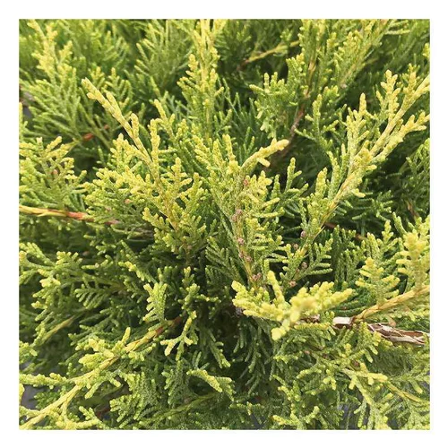 Genévrier jaune - Pot de 5L