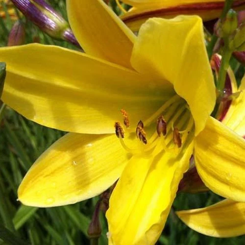 Hémérocalle Lemon Bells Hemerocallis lemon bells