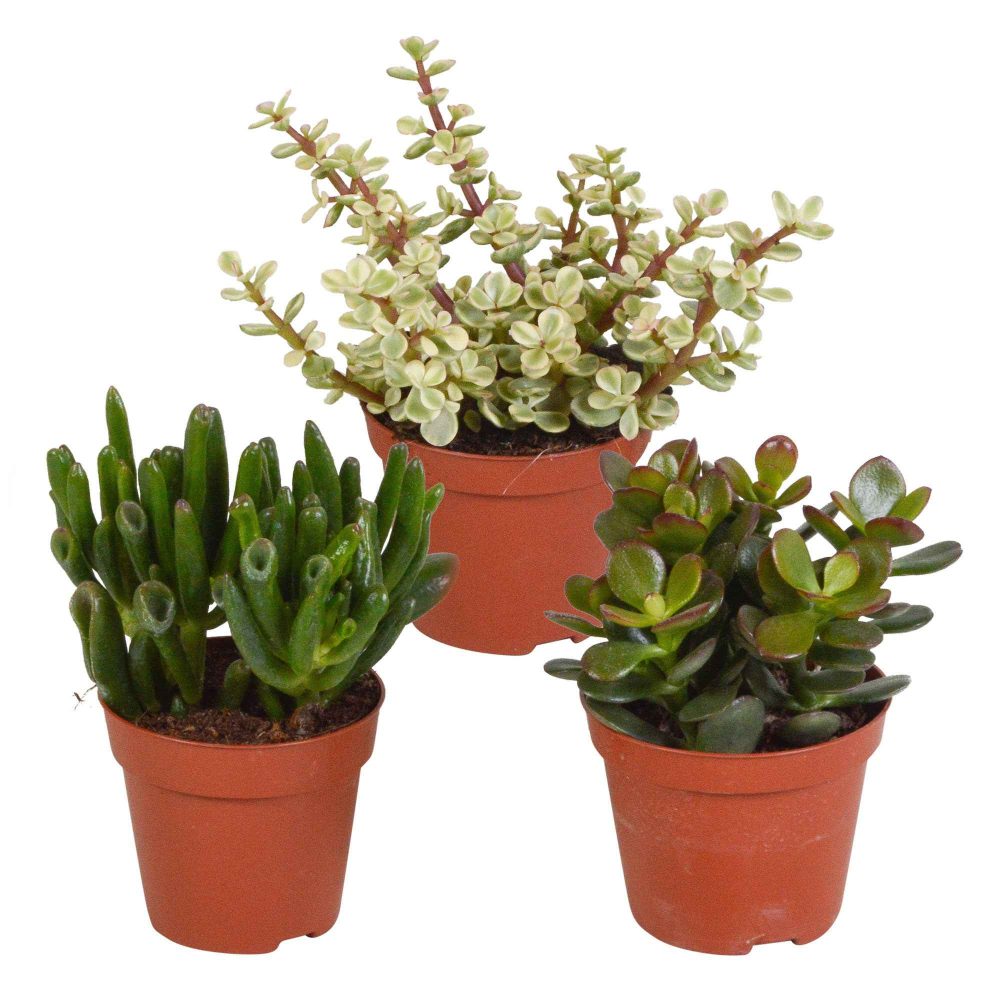 3 Mélanges de crassulas Crassula 'Gollum', 'Afra', 'Minor'
