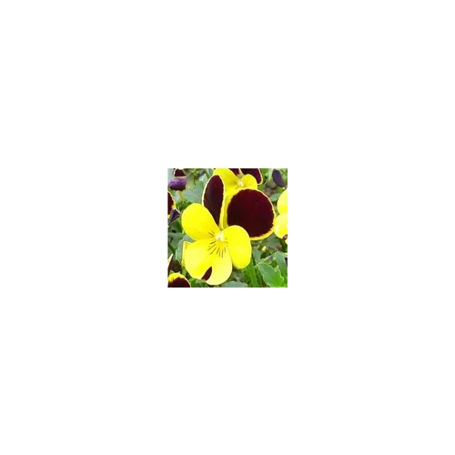 Viola Cornuta - La cagette bois de 24 plants