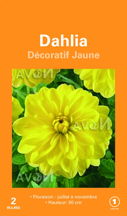 Bulbes de fleurs Dahlia décoratif jaune botanic® – 2 bulbes