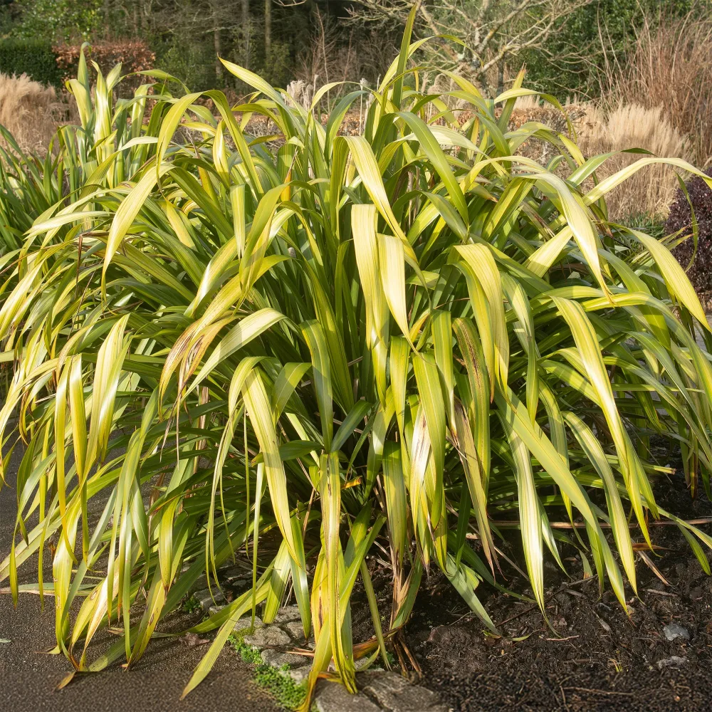 Phormium Yellow Wave - Lin de Nouvelle-Zélande Phormium Yellow Wave