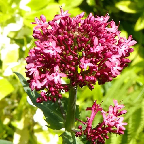 Centranthe (Lilas d'Espagne ou Valériane rouge) à fleurs roses - Le pot de 2 litres