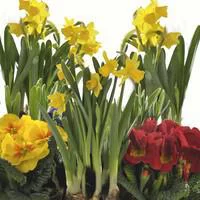 Composition narcisses et primevères - La coupe de 18 cm