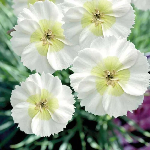 Dianthus Nain Mojito - Le pot de 9 x 9 cm
