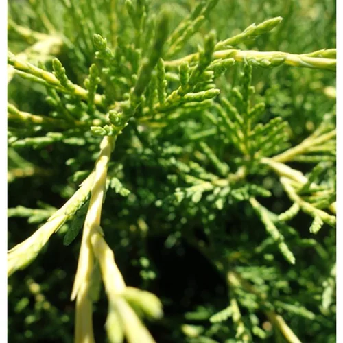 Genévrier Juniperus Media Old Gold 40/50. Le pot de 3 litres