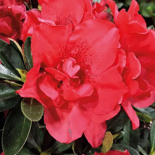 Azalée (Azalea) Encore Autumn Creach rouge. Le pot de 4 litres
