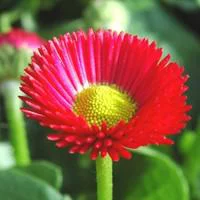 Pâquerette double - La barquette de 6 plants