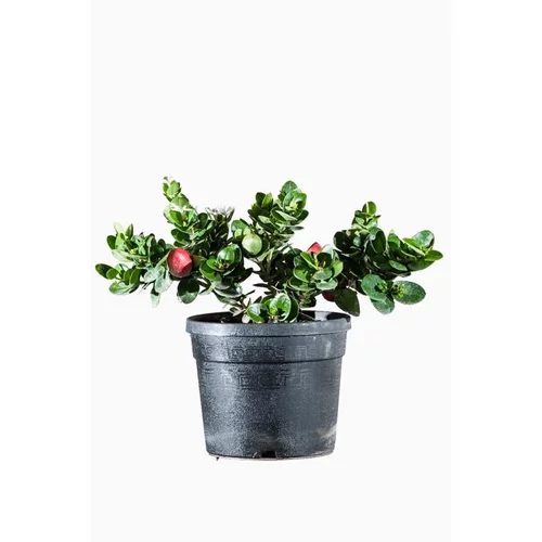 Carissa ou Prunier du Natal. Le pot de 3 litres