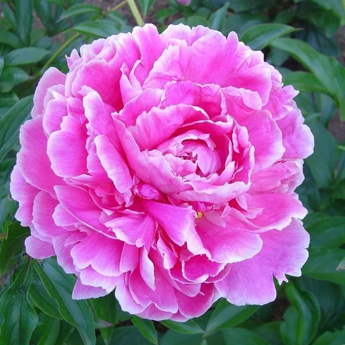 Paeonia Sarah Bernhardt - Le pot de 2 litres