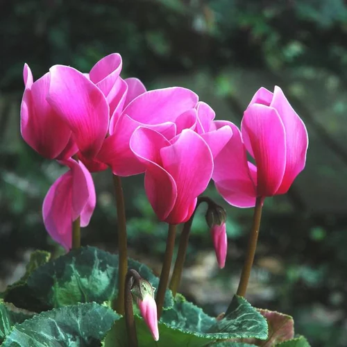 Mini Cyclamen - La barquette de 6 plants