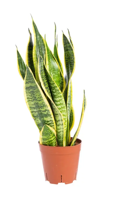 Sansevieria Trifasciata Laurentii. Le pot de Ø 21 x H 80/90 cm