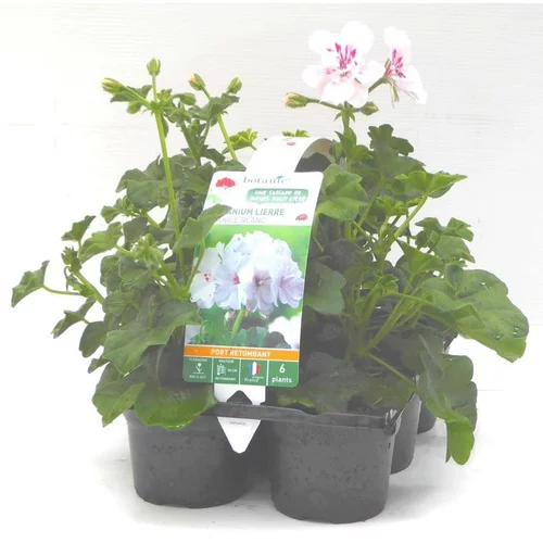 Géranium lierre double blanc - Le pack de 6 plants