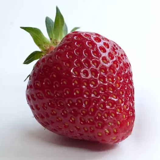 Bio Aardbeipoot Rubis des Jardins - 25 poten - Kaliber B