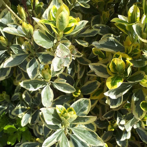 Euonymus Japonicus Bravo vert 80/100 cm en pot de 18 L