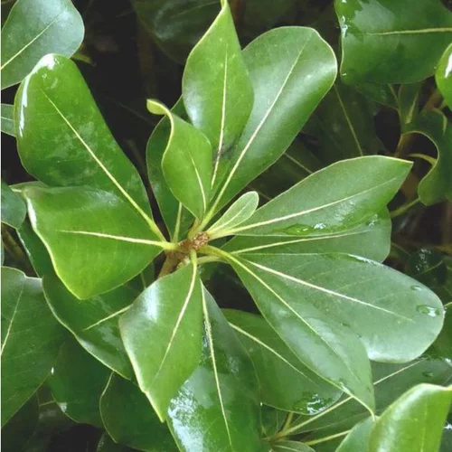 Pittosporum Tobira. Le pot de 2 litres