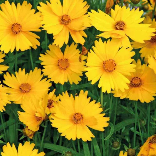 Coreopsis Nain jaune - Le pot de 9 x 9 cm