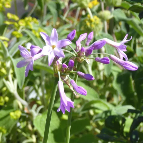 Tulbaghia violacé ou Tulbaghia violacea. Le pot de 2 litres