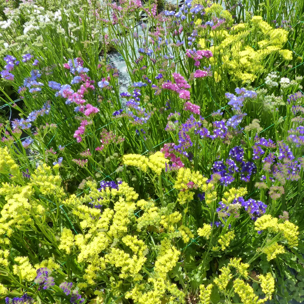 Statices en mélange Limonium sinuata