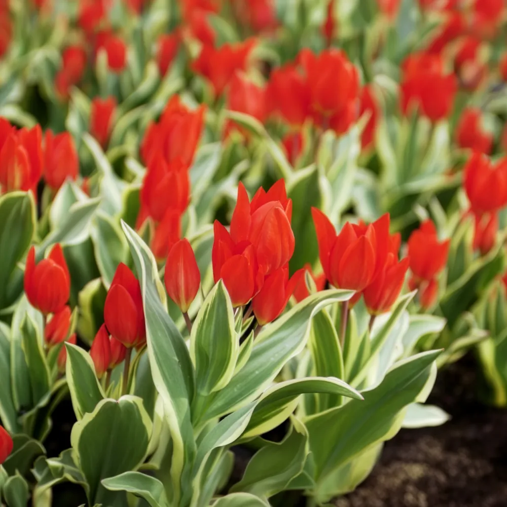 Tulipe Unicum Tulipa praestans Unicum