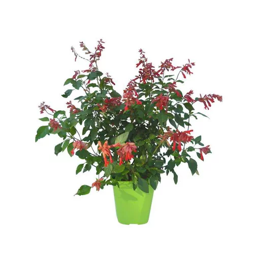 Sauge Amber’s wish en pot de 4 litres
