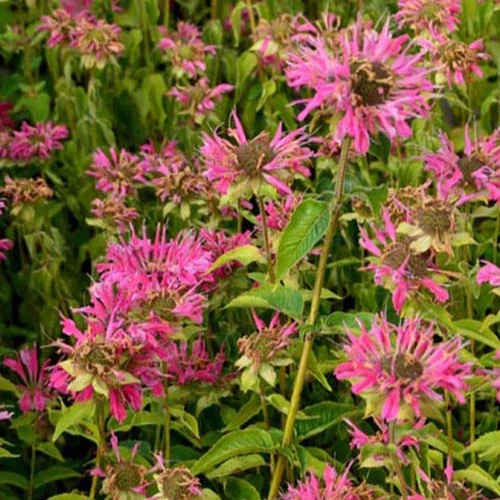 Monarde Marshall's Delight Monarda marshalls delight