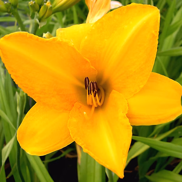 6 x Lis d'un jour 'Chicago Sunrise' – Hemerocallis 'Chicago Sunrise' | godet 9cm x 9cm