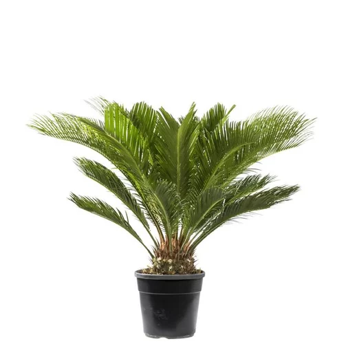 Faux palmier