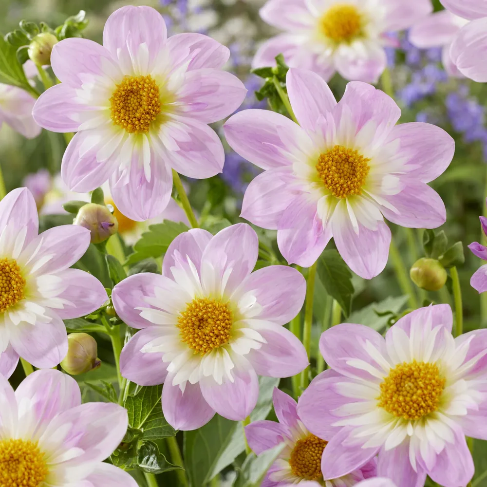 Dahlia collerette Teesbrooke Audrey Dahlia Teesbrooke Audrey