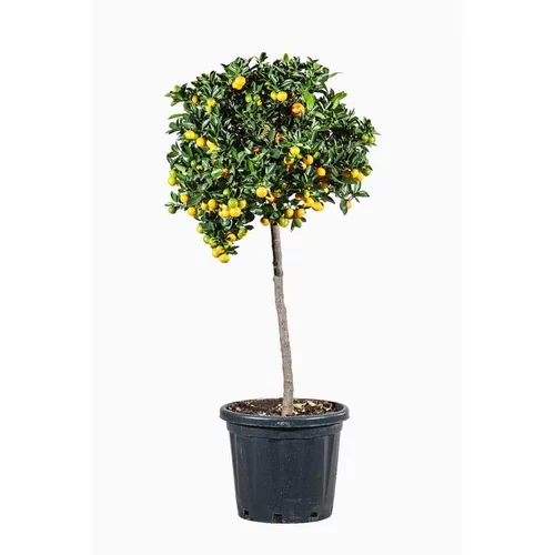 Calamondin. Le pot de 50 litres