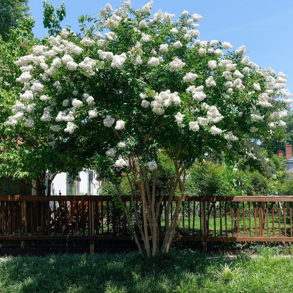 Lilas des Indes blanc Lagerstroemia indica Neige d'Été