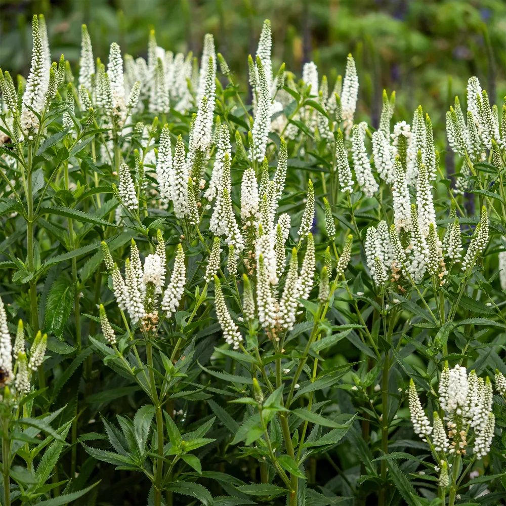 Véronique First Lady Veronica longifolia first lady