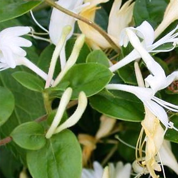 2 x Chèvrefeuille du Japon – Lonicera japonica 'Hall's Prolific' | 50 | 60 cm pot