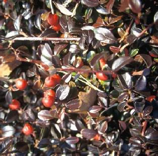 Cotoneaster Damneri Major vert en pot de 3 L