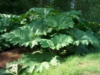 Gunnera Manicata - Le pot de 7,5 litres