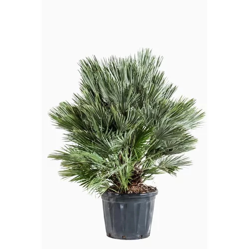 Palmier nain compact (Chamaerops Compacta). Le pot de 30 litres