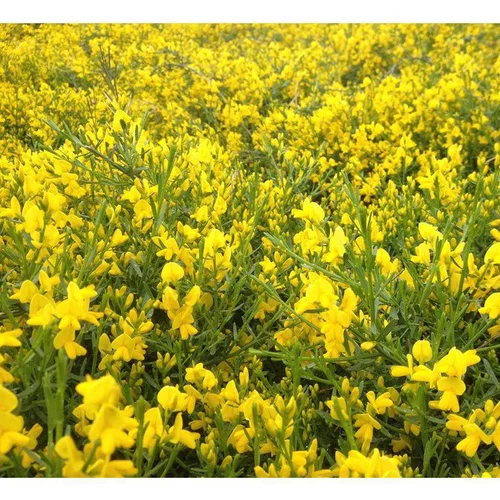 Genêt de Syrie (Genista Lydia) 30/40. Le pot de 3 litres