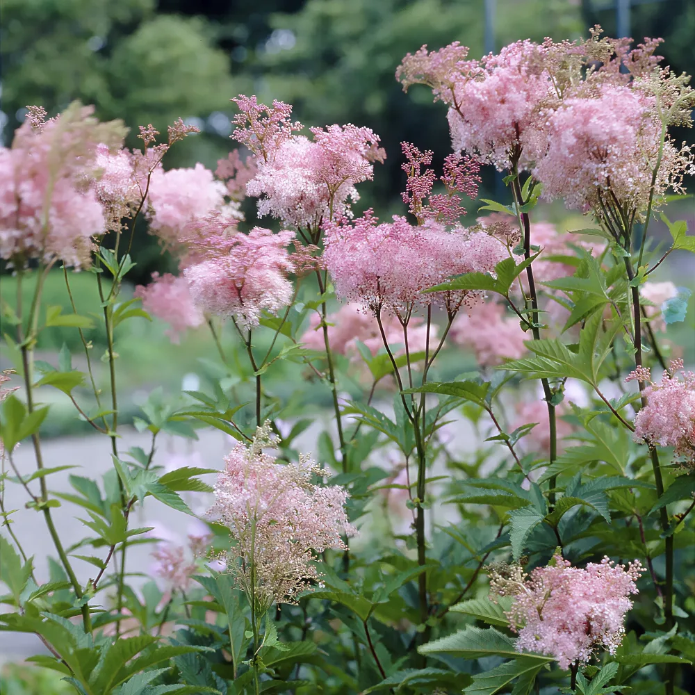 Filipendule pourpre Elegans - Reine des près Filipendula purpurea Elegans